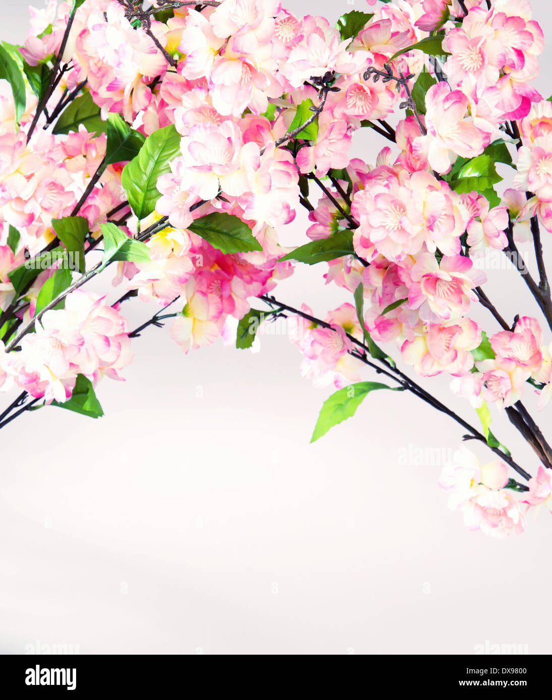 Photo of colorful sweetsmelling plants Stock Photo Alamy