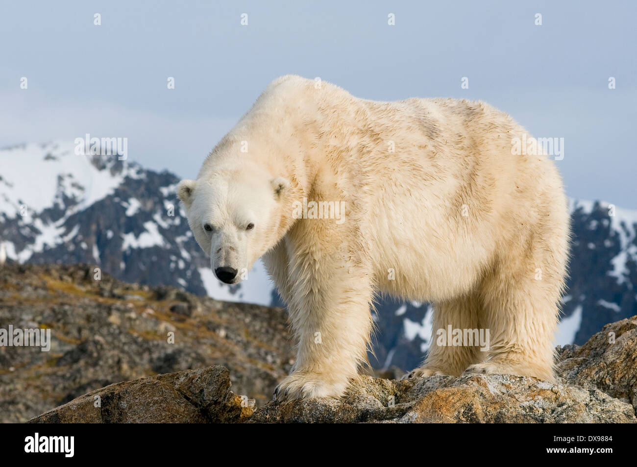 polar bear ursus maritimus bear white bear nanook fuglefjorden spitsbergen svalbard archipelago norway Stock Photo
