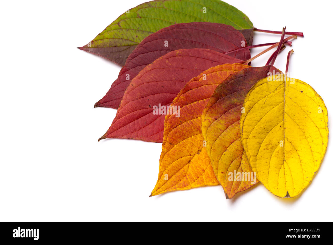 Autumn leaves isolated on white background. Stock Photo