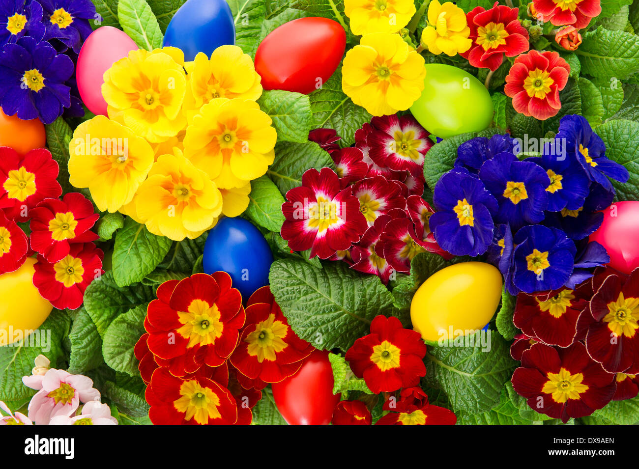 assorted primula flowers with colorful easter eggs decoration Stock Photo