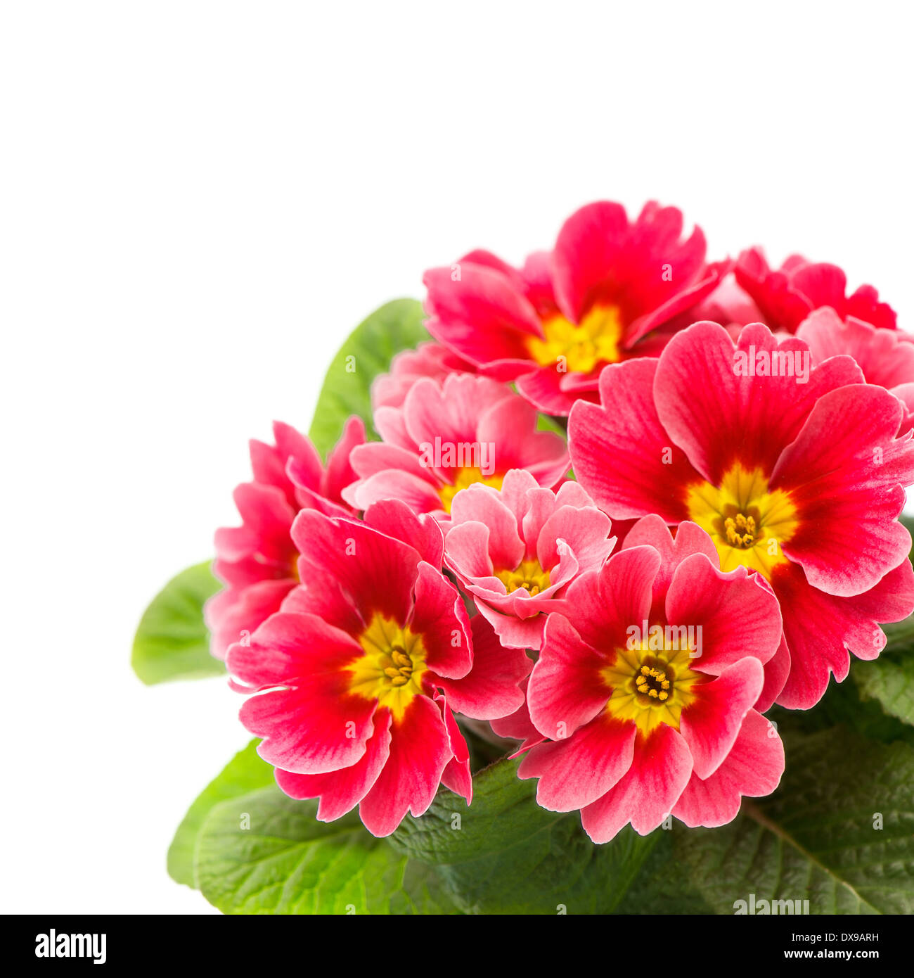pink primulas isolated on white background. spring flowers primrose Stock Photo
