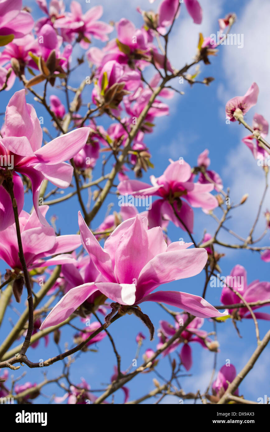 Tree flowering hires stock photography and images Alamy