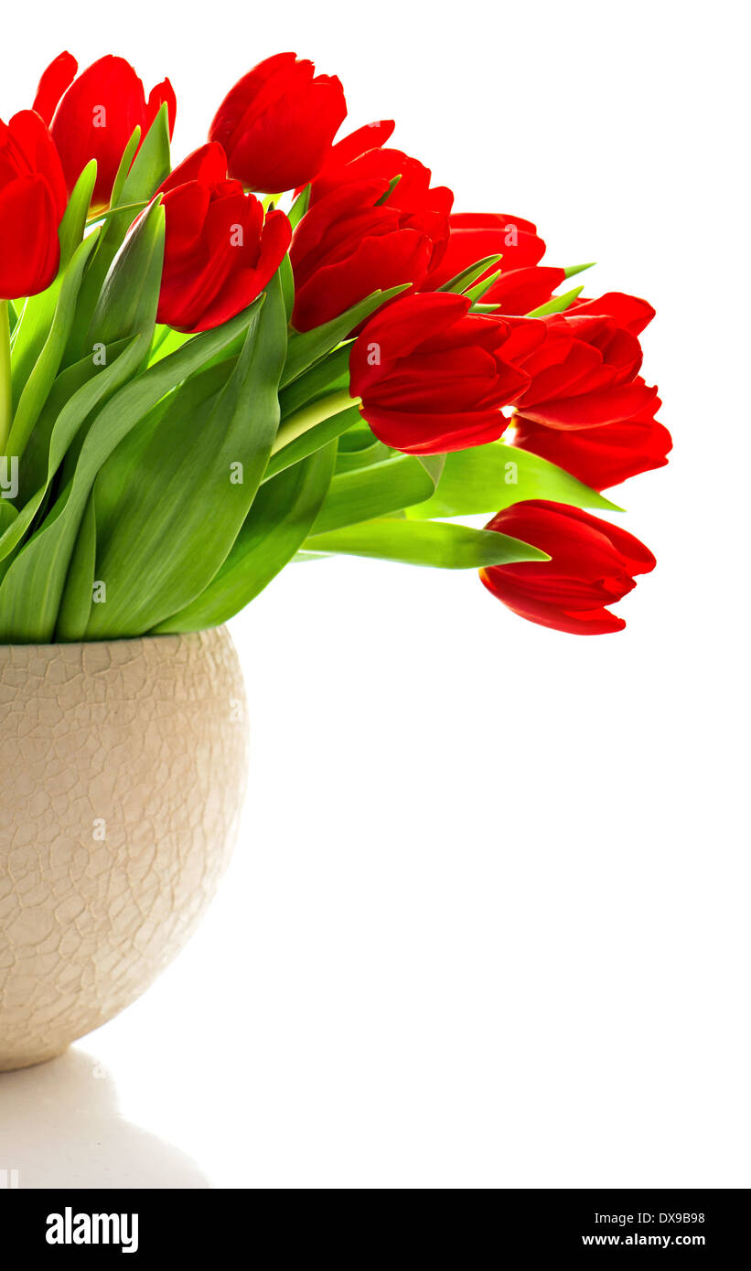 bouquet of red fresh spring tulip flowers over white background Stock ...