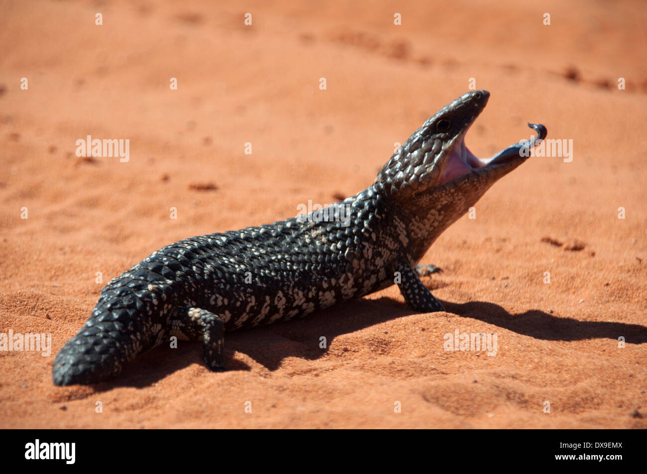 Blue tongue lizard in the desert Stock Photo