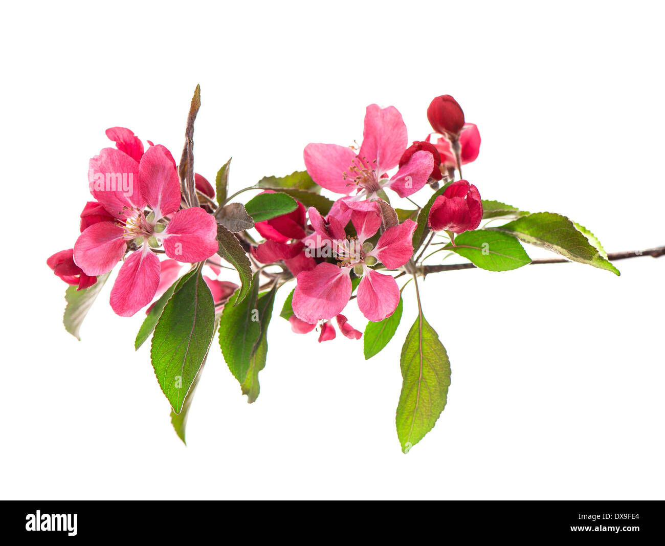 spring blossoms of cherry tree isolated on white background Stock Photo ...