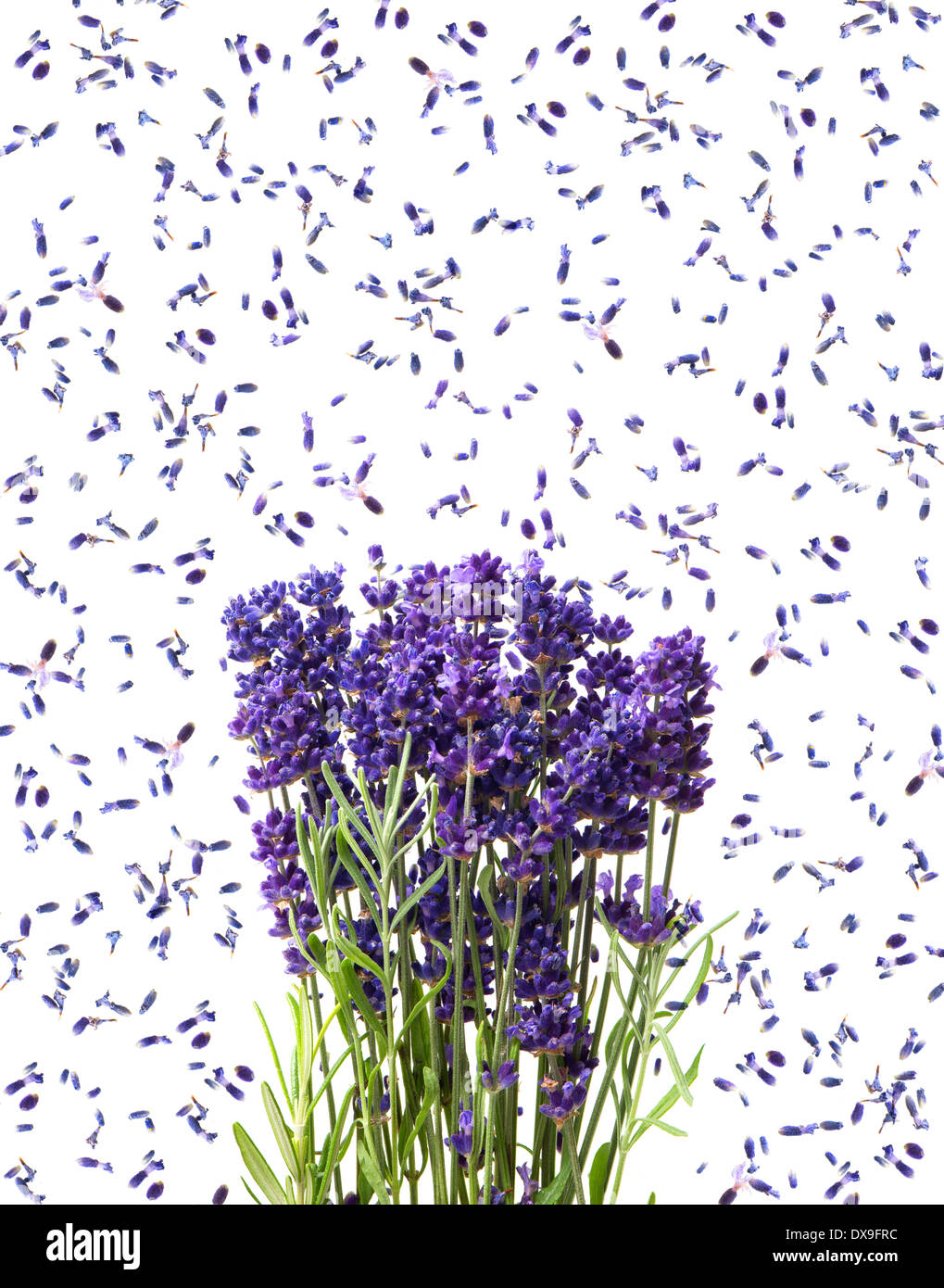fresh lavender flowers isolated on white background Stock Photo - Alamy