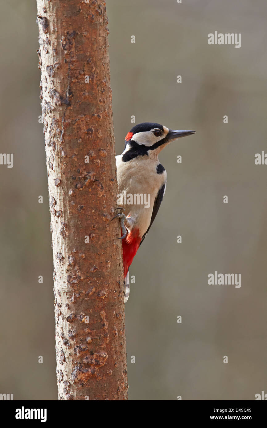 Great Spotted Woodpecker Dendrocopos major wild bird Stock Photo