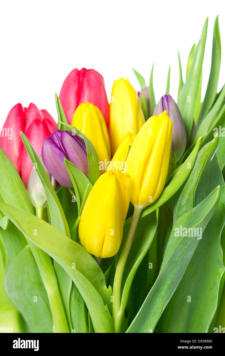 fresh spring tulip flowers over white background Stock Photo - Alamy