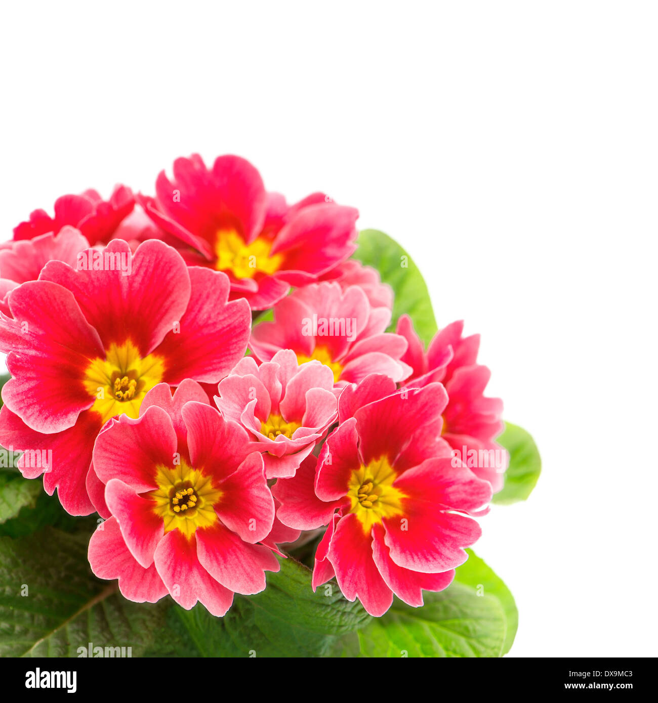 primulas isolated on white background. ftresh spring flowers pink primrose Stock Photo