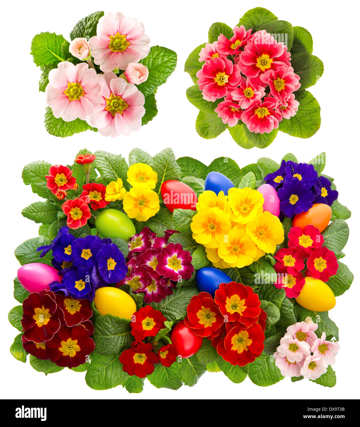 primula flowers with easter eggs decoration isolated on white background Stock Photo