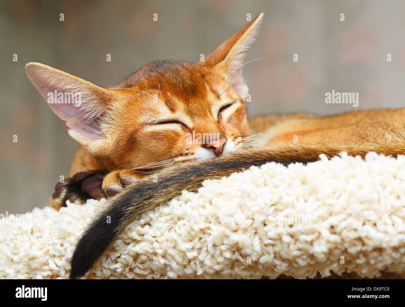 Sleeping young abyssinian cat. Stock Photo