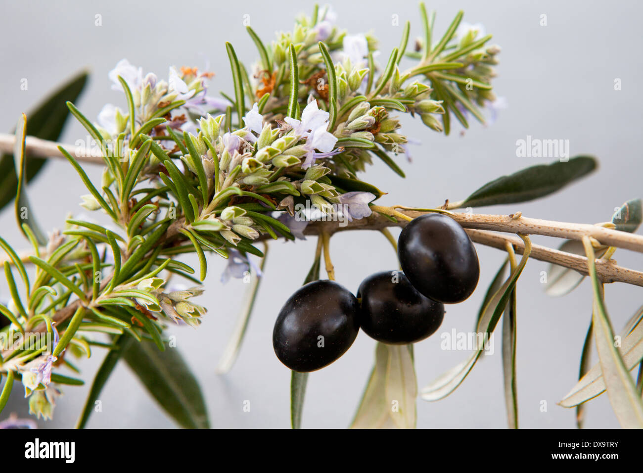 branch of black olives, rosemary and olive leaves Stock Photo