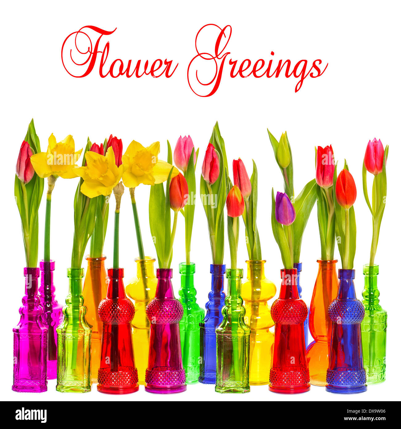 many tulip and narcissus flowers in colorful glass vases on white background with sample text Flower Greetings Stock Photo