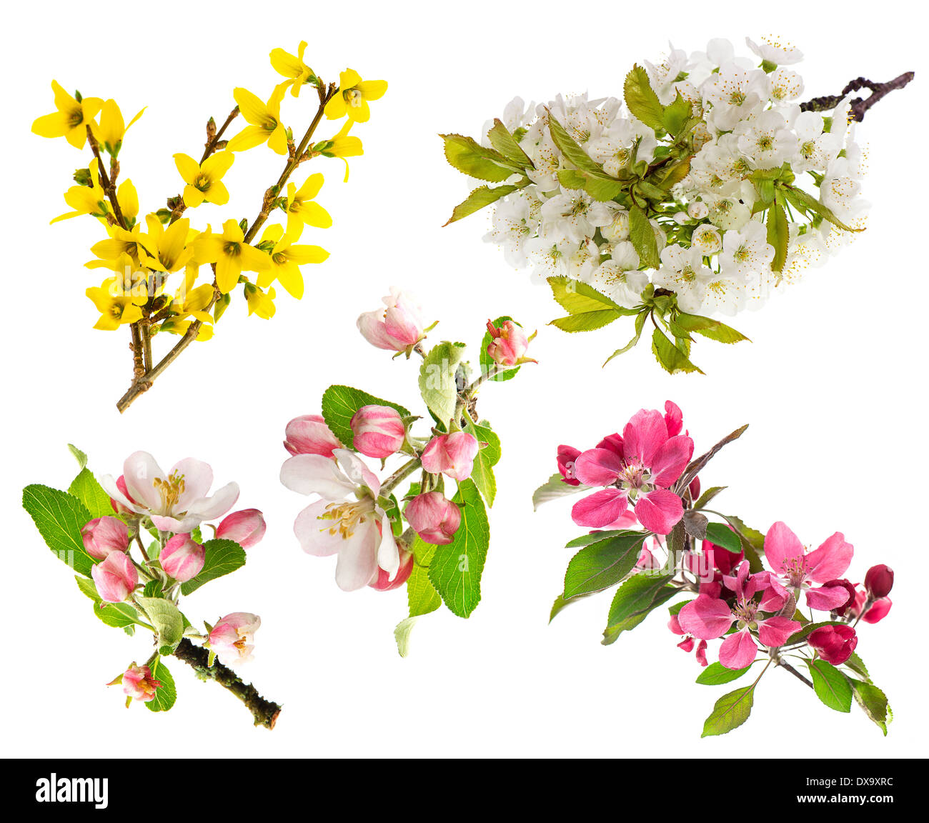 spring flowers isolated on white background. blossoms of apple tree, cherry twig, forsythia Stock Photo