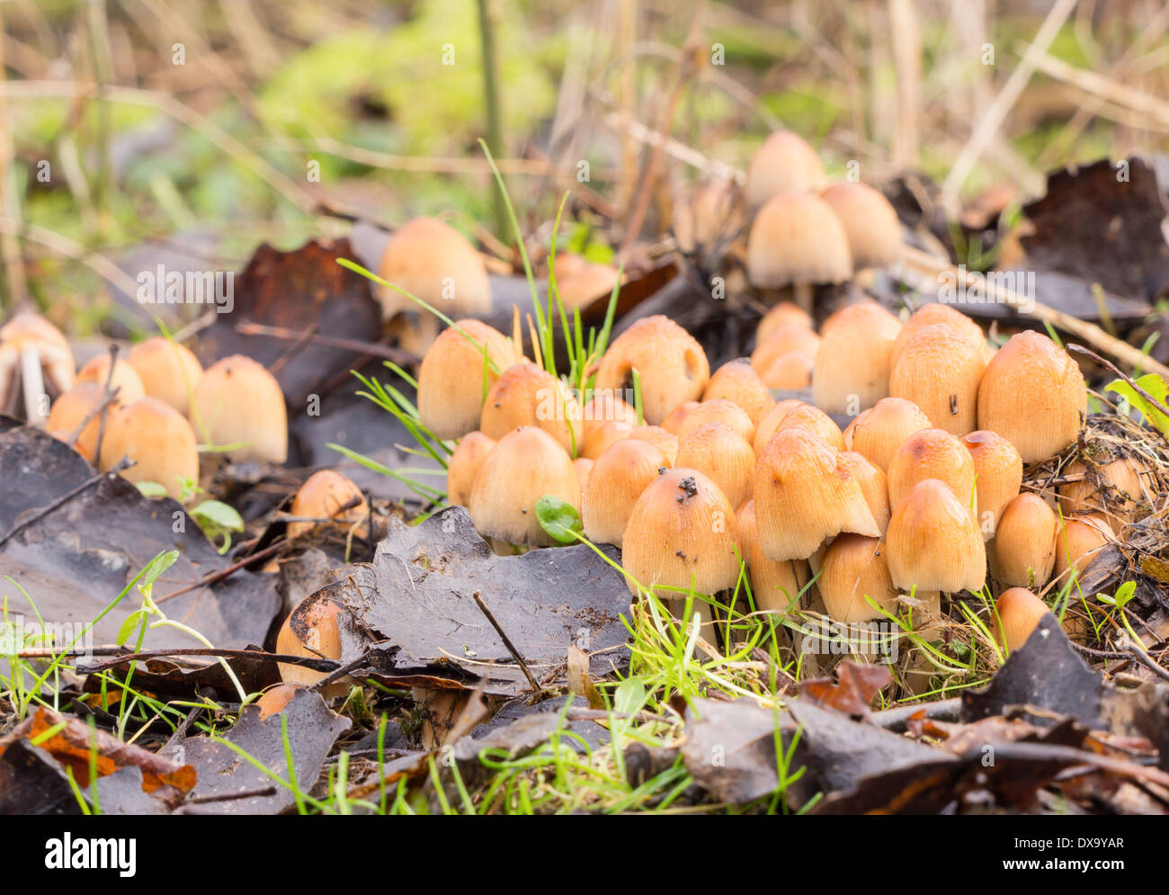 Close-up of a group of Coprinellus micaceus mushroom Stock Photo