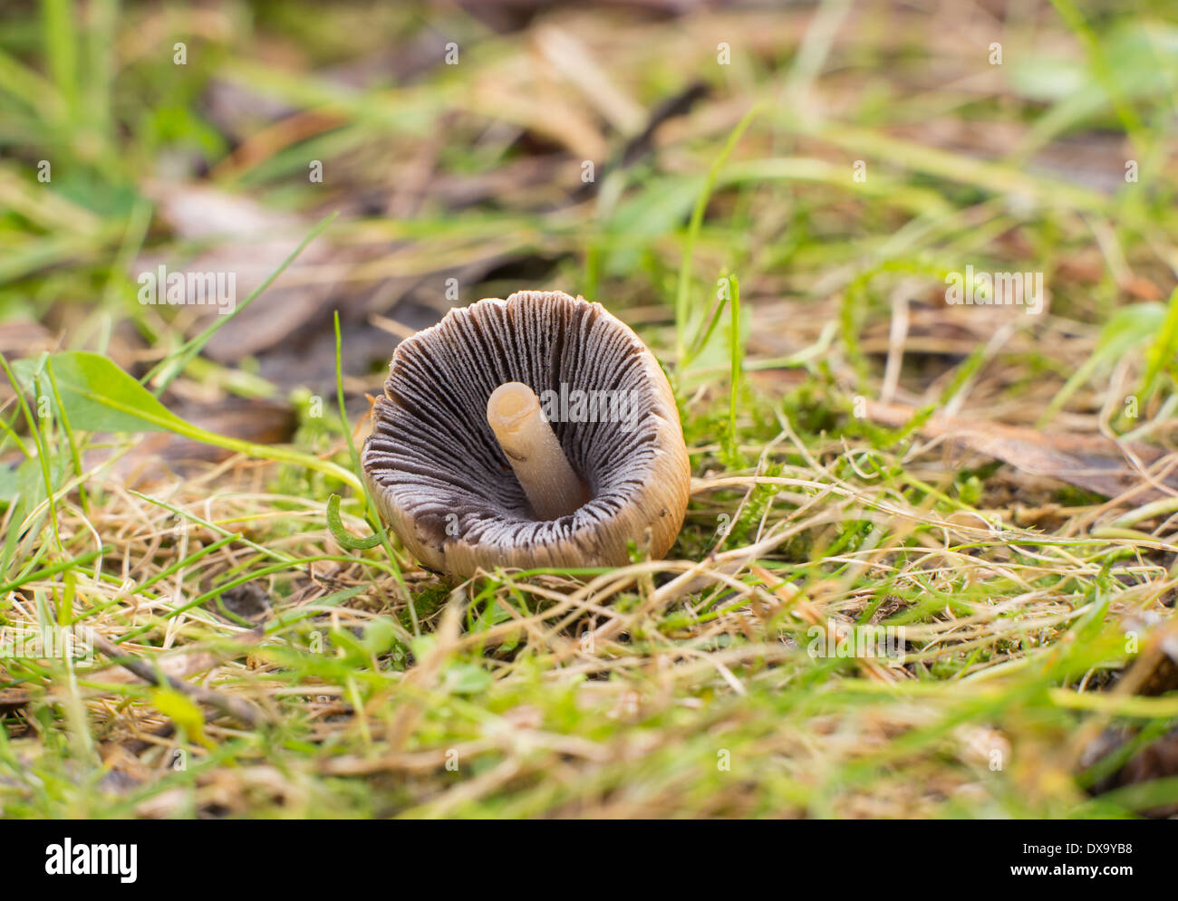 Look inside the cap of a Coprinellus micaceus mushroom with the gills showing clearly Stock Photo