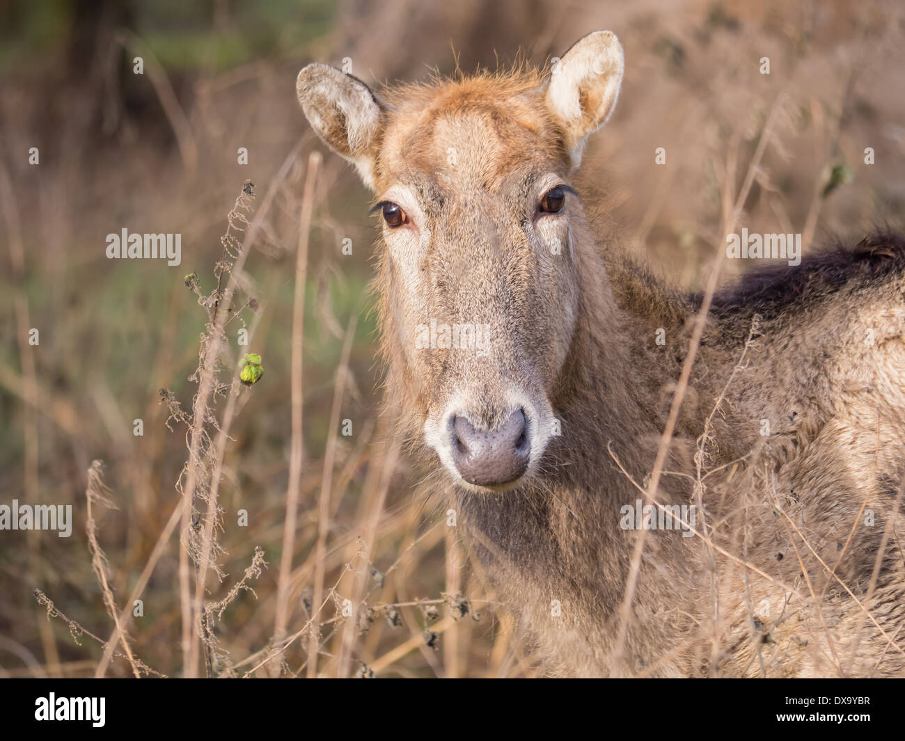 Pere David's Deer also known as Father David Deer in winter Stock Photo
