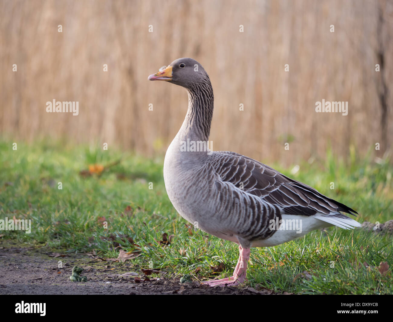 A greylag goose officially known as anser anser Stock Photo