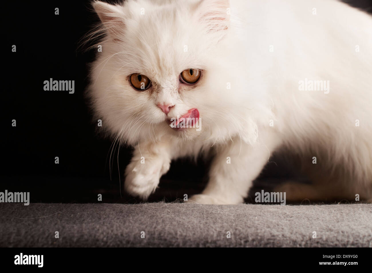 Cat licking its mouth Stock Photo Alamy