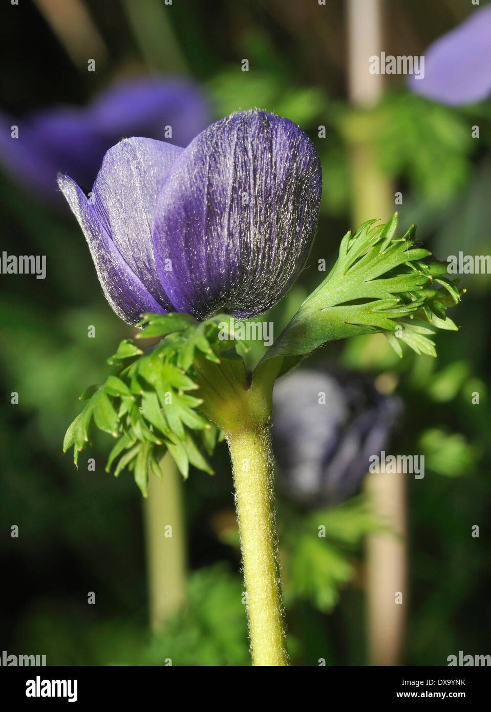 Blue Anemone cultivar Flower Bud Closeup Stock Photo