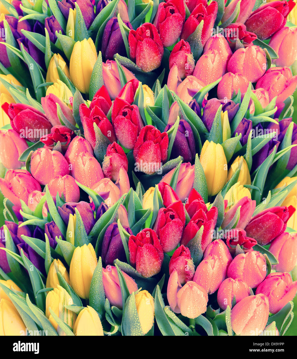 tulips. fresh spring flowers with water drops Stock Photo - Alamy