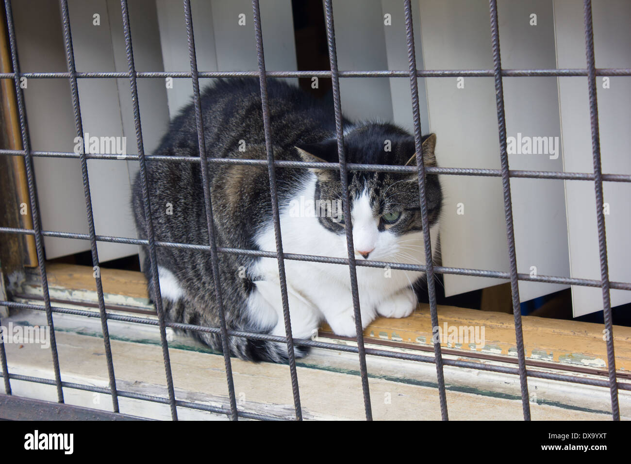 cat on a window sill of dutch house amsterdam netherlands Stock Photo Alamy