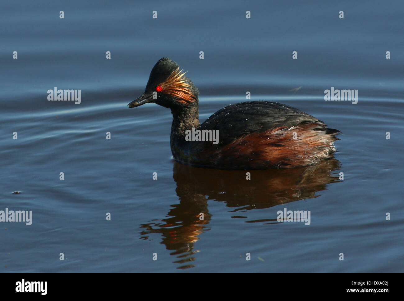 Close-up of a Black-necked Grebe (Podiceps nigricollis) swimming and foraging Stock Photo