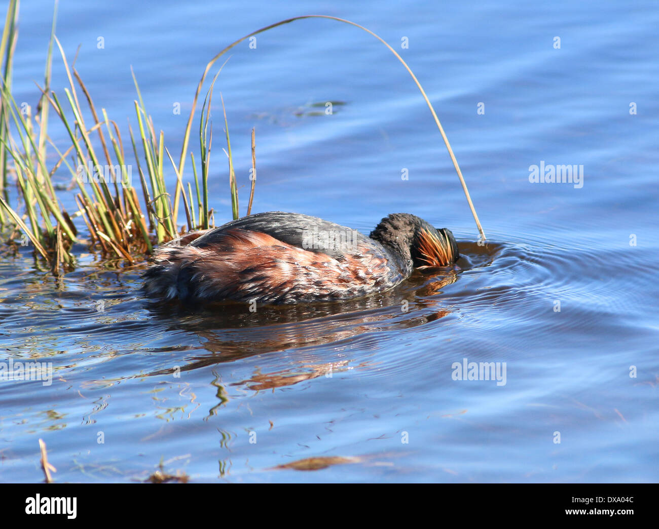 Close-up of a Black-necked Grebe (Podiceps nigricollis) swimming and foraging Stock Photo