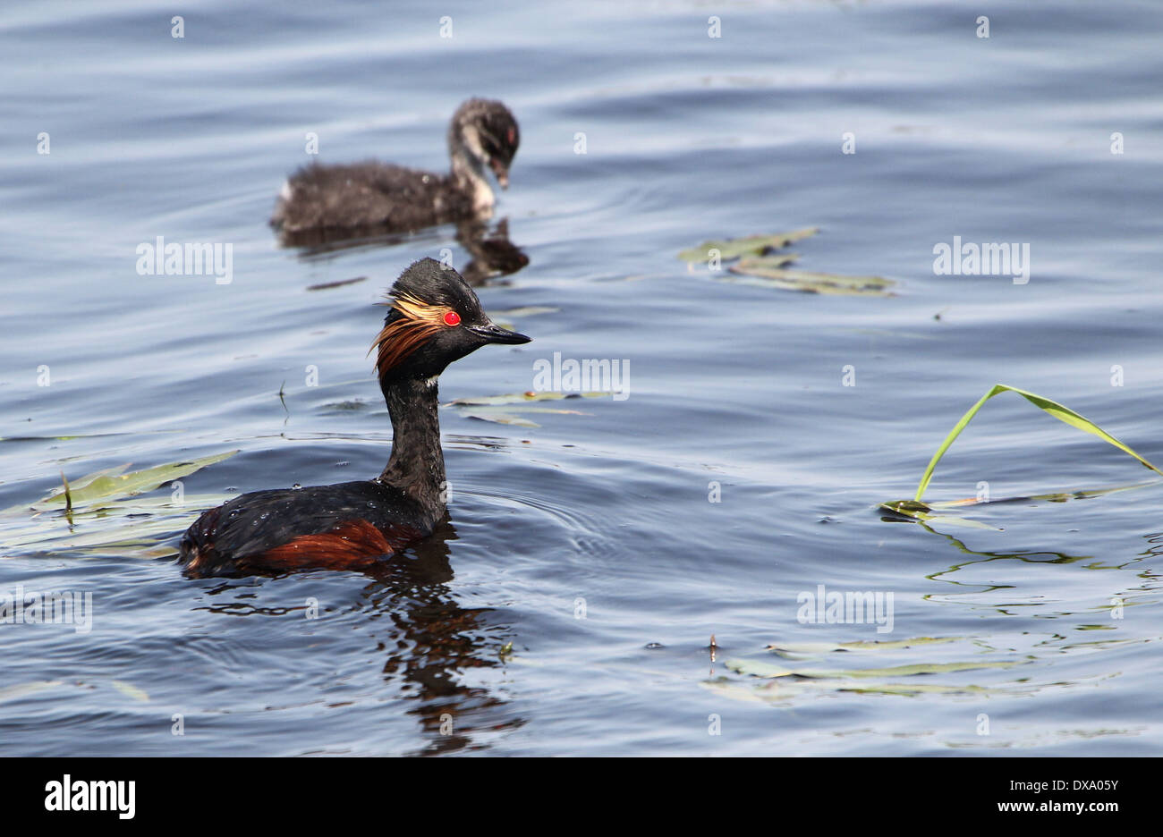 Close-up of a Black-necked Grebe (Podiceps nigricollis) swimming  with youngsters Stock Photo