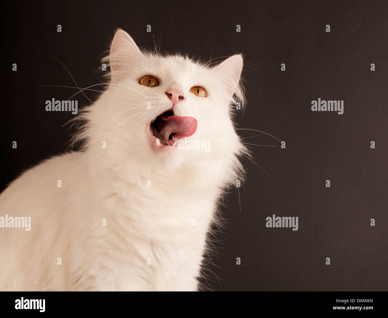 Cat licking its mouth Stock Photo Alamy