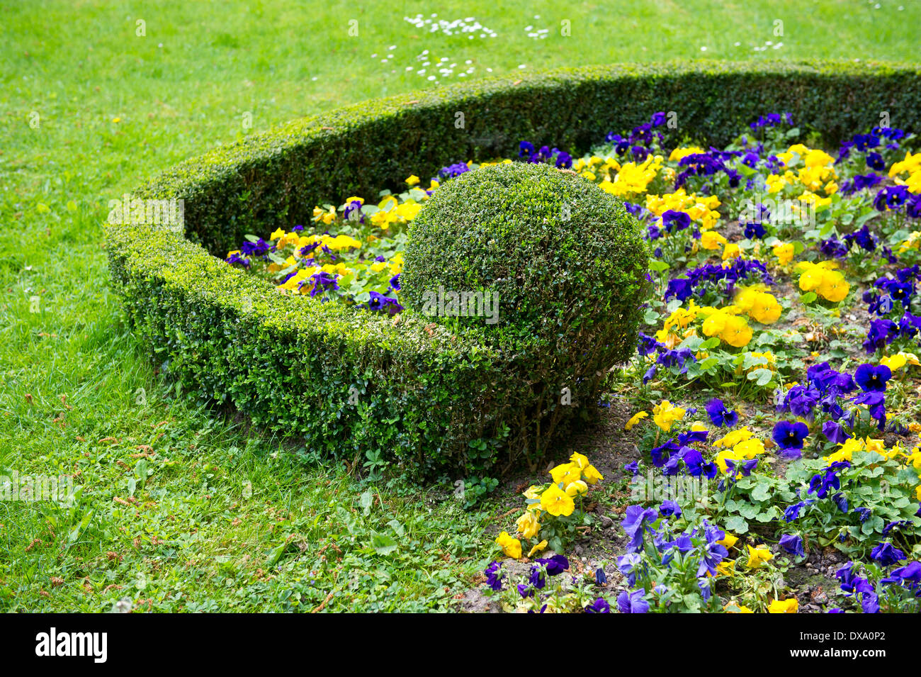 colorful flower bed. violas Stock Photo Alamy