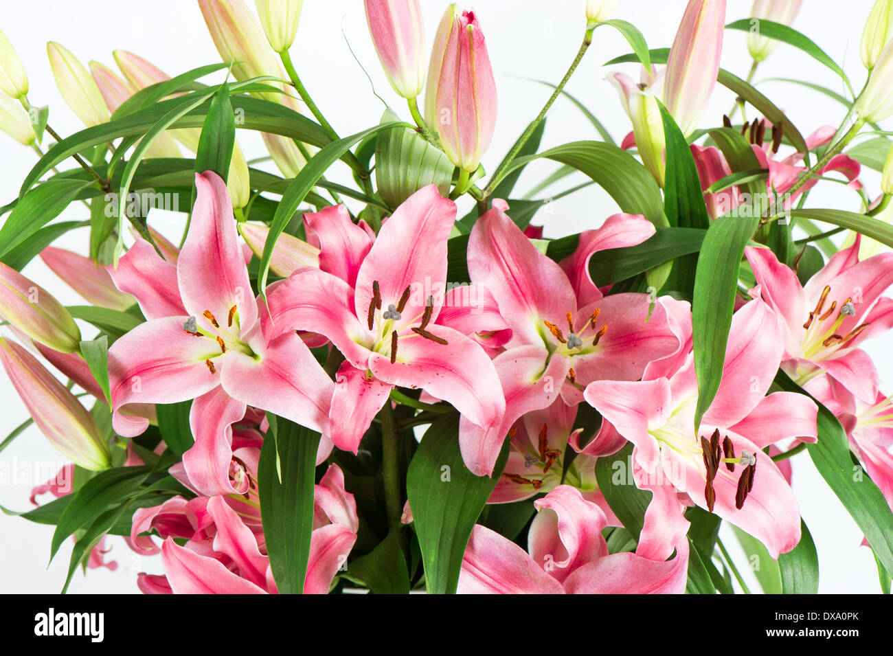 Pink lily flowers isolated on white Stock Photo Alamy