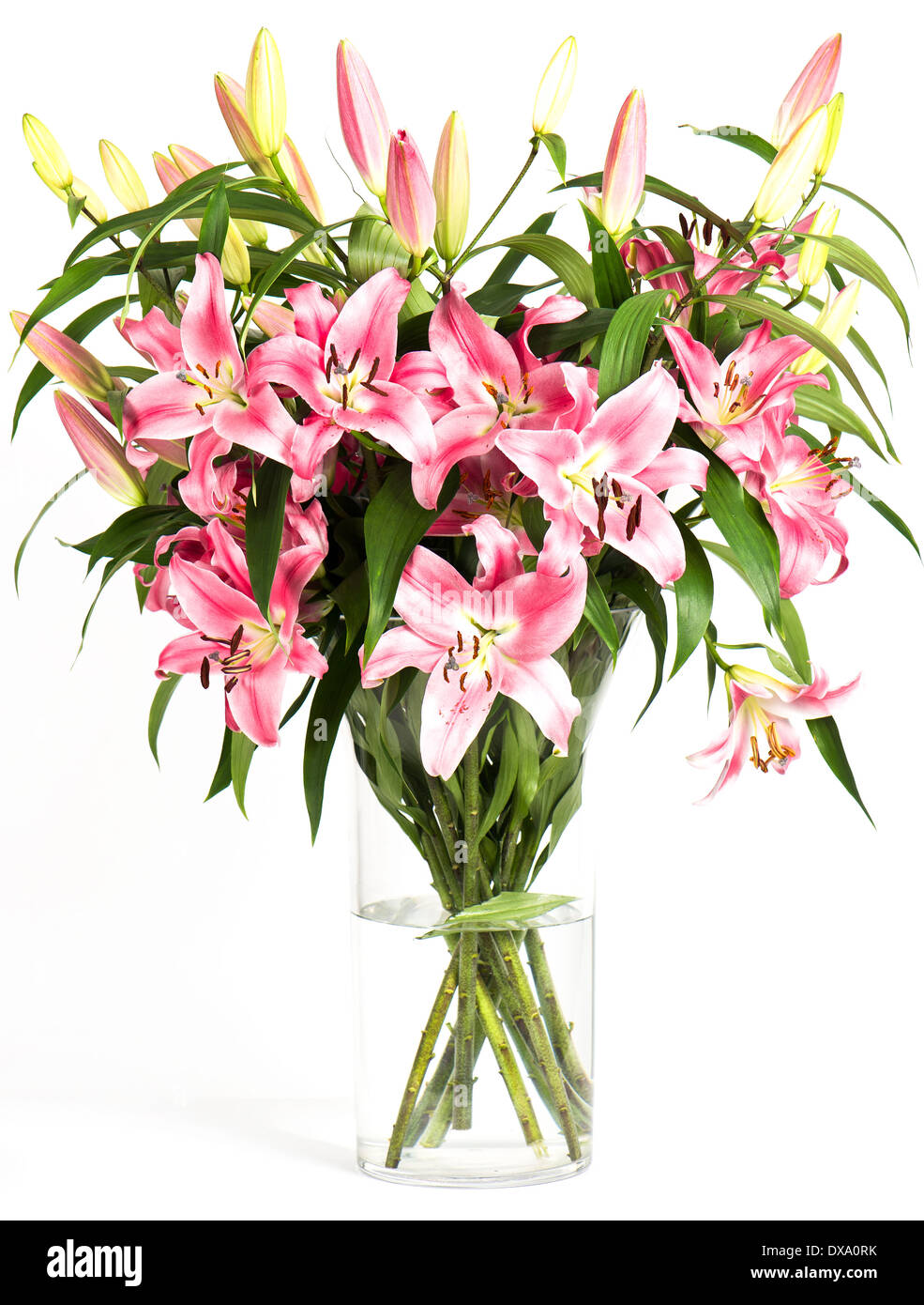 Pink lily flowers bouquet isolated on white background Stock Photo - Alamy