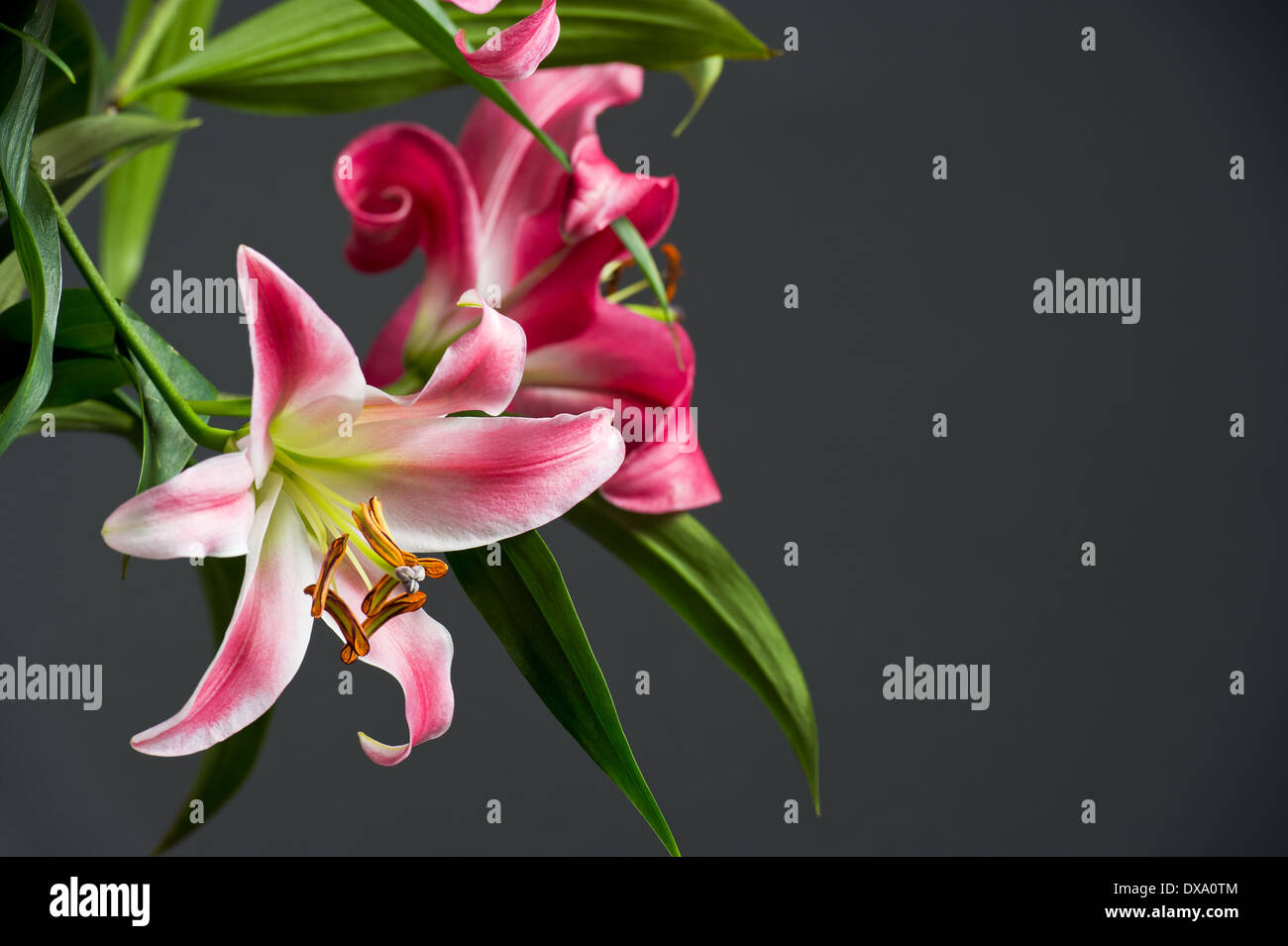 Pink lily flowers on black background with with free space for your text Stock Photo
