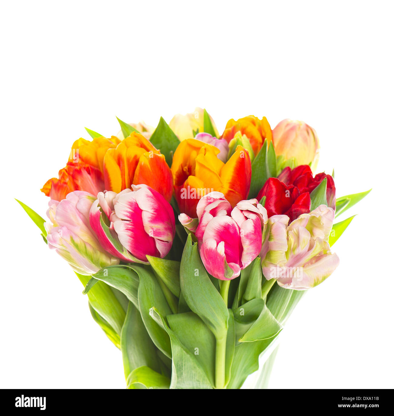 bouquet of fresh colorful tulip flowers on white background Stock Photo ...