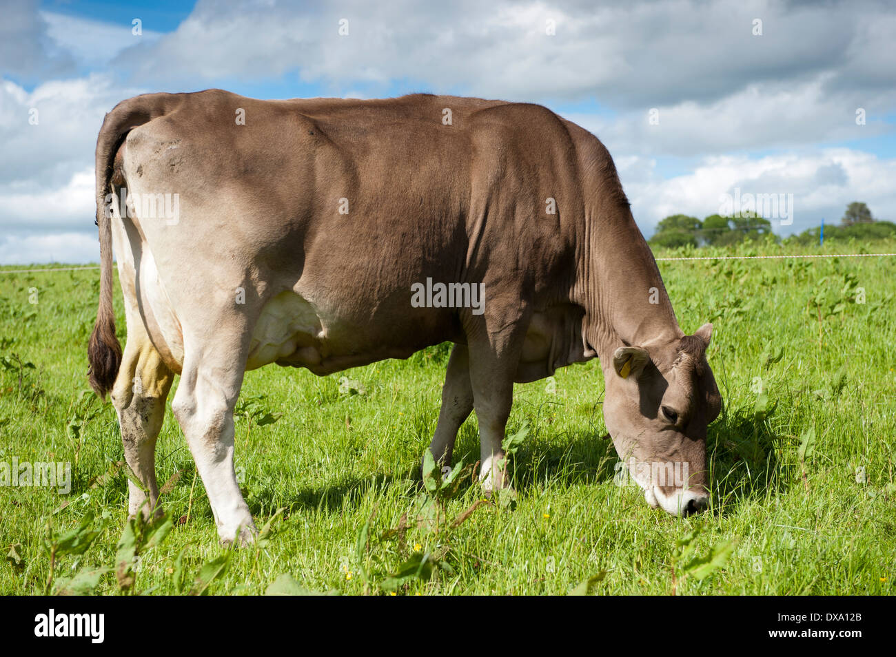 Brown Swiss cattle grazing in lush pasture. Dumfries, Scotland Stock
