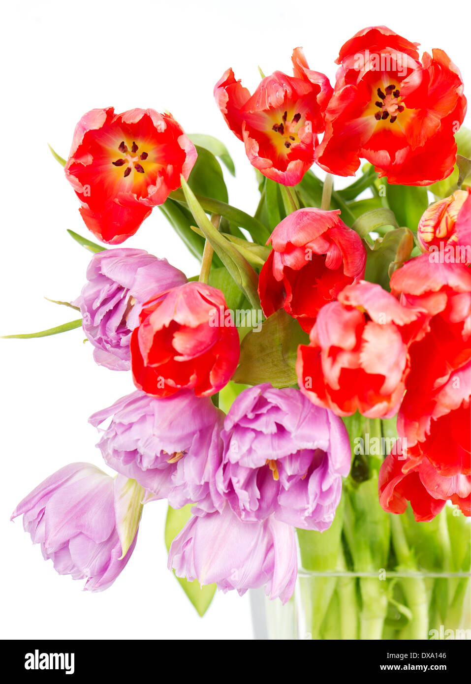 colorful fresh spring tulip flowers Stock Photo - Alamy