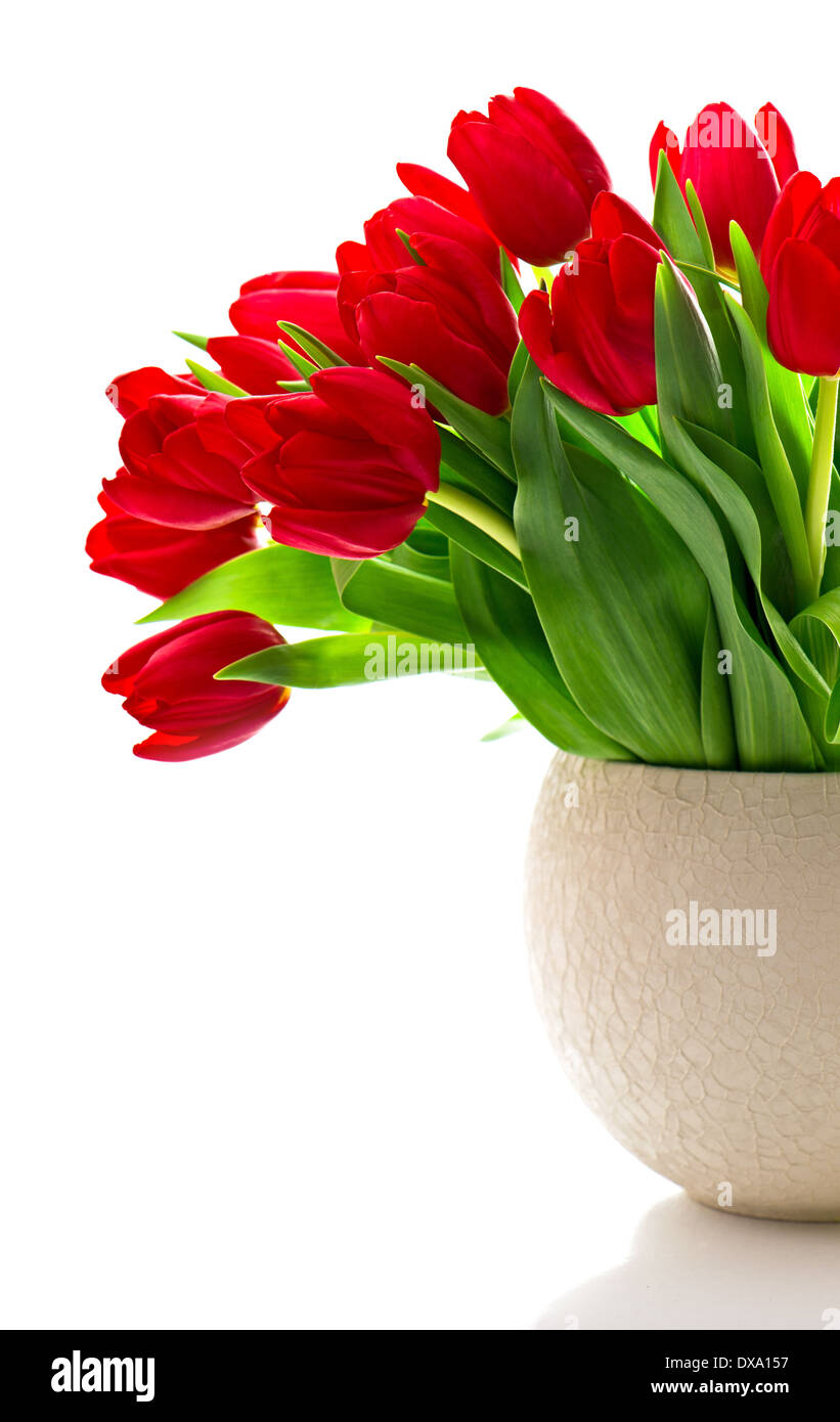 bouquet of red fresh spring tulip flowers over white background Stock ...