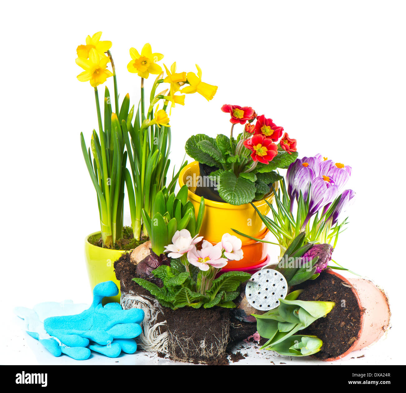spring flowers narcissus, crocus, tulip, hyacinth and primula. gardening concept Stock Photo