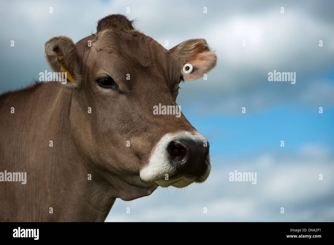 Brown dairy cow hires stock photography and images Alamy
