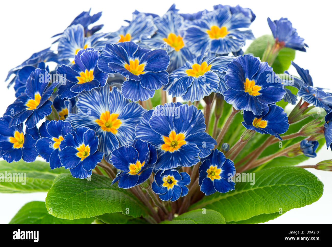 beautiful spring primula flowers on white background Stock Photo