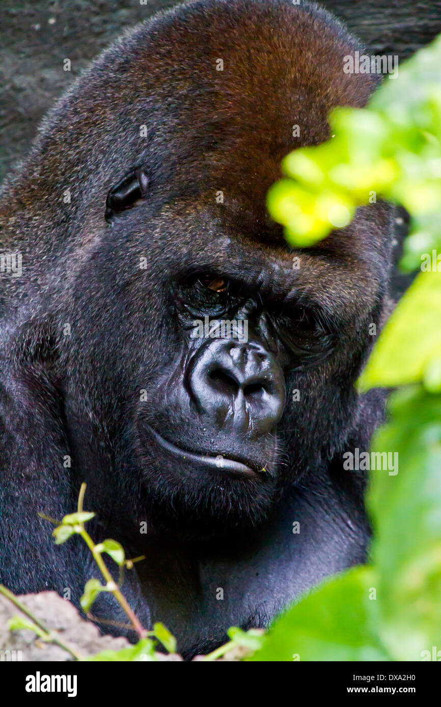 Gorilla Resting Stock Photo