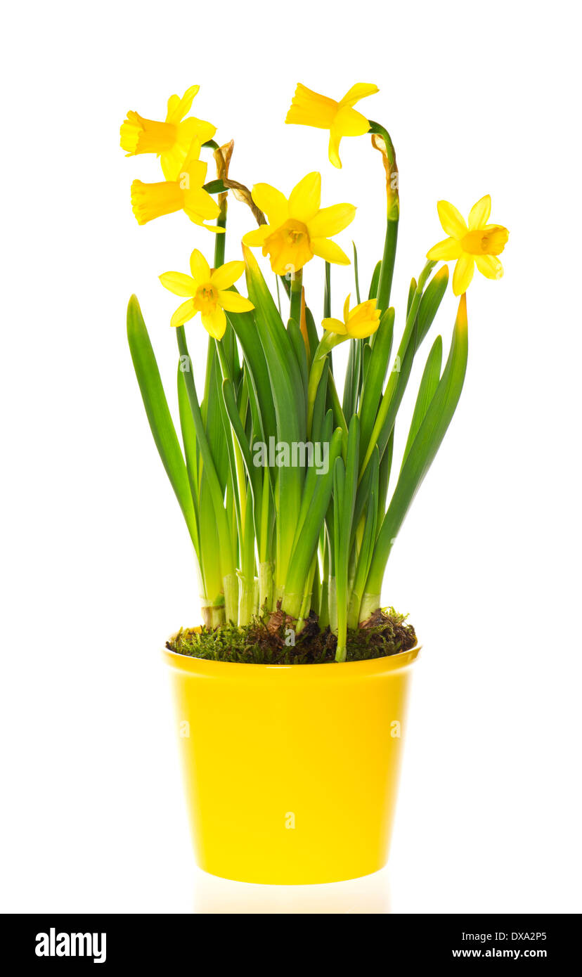 beautiful spring narcissus flowers in pot Stock Photo