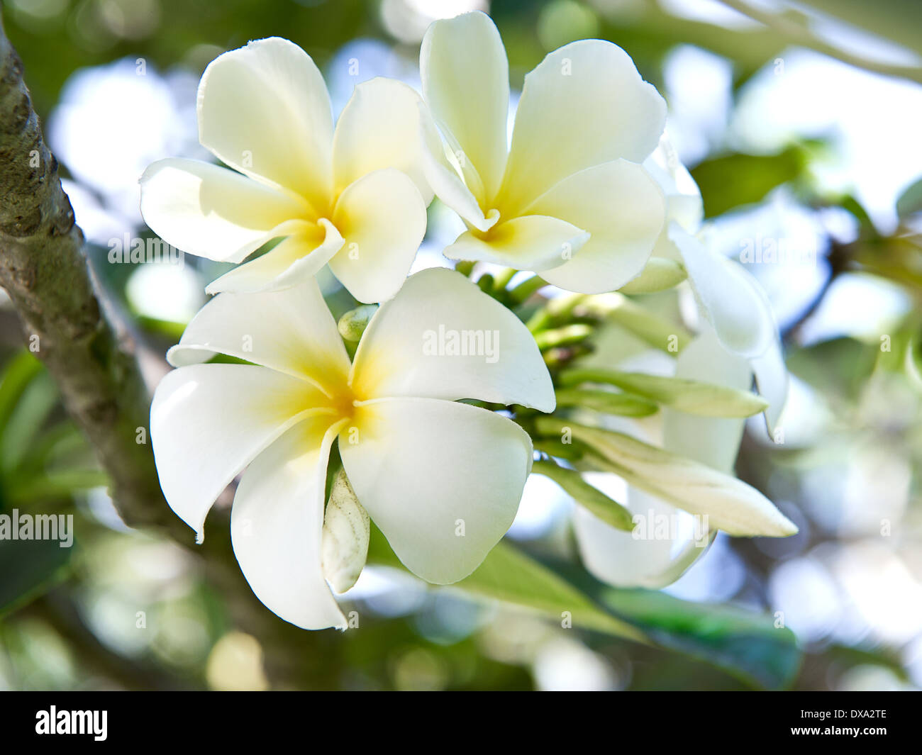 Are Frangipanis Poisonous To Dogs