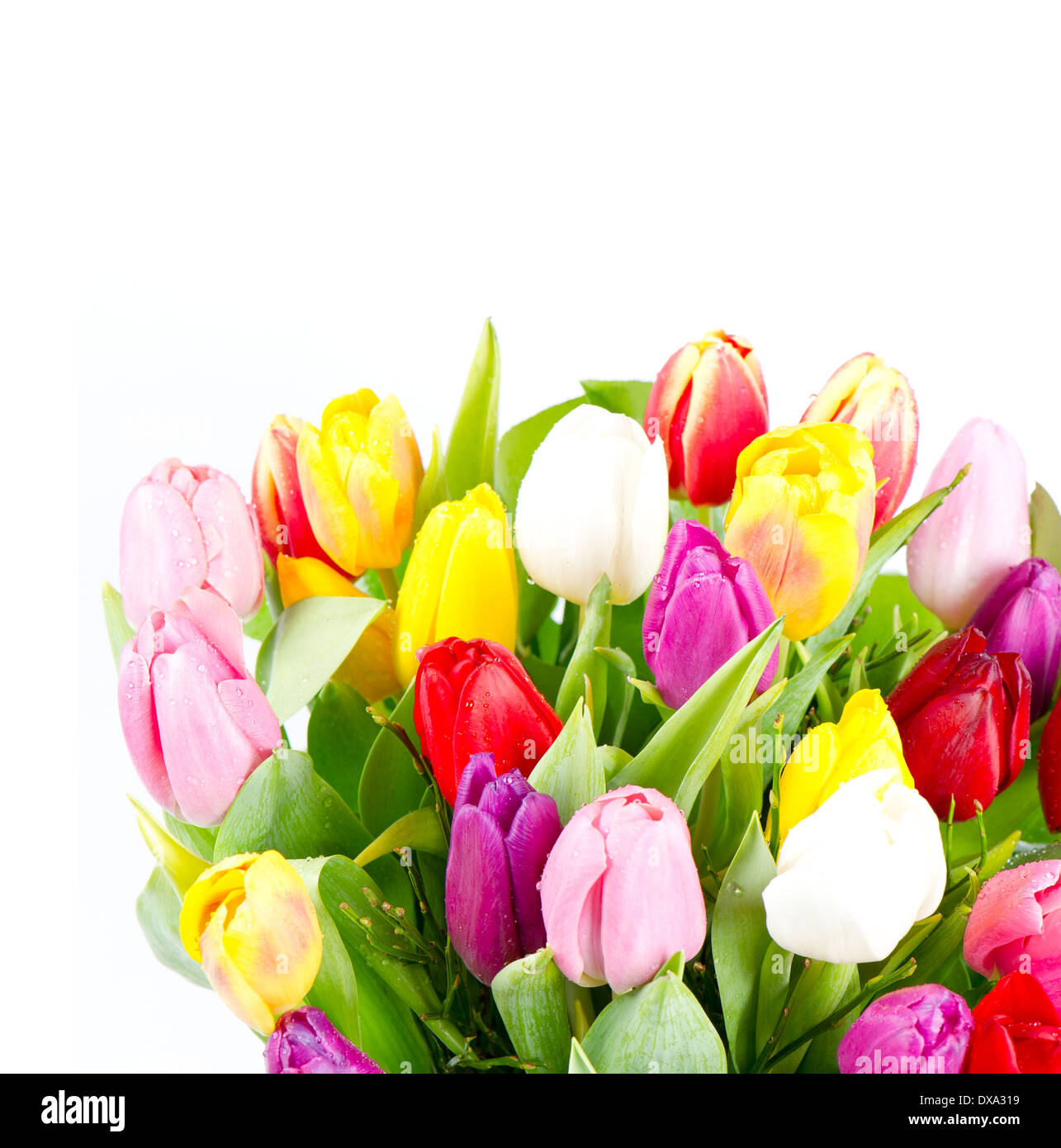 Colorful fresh spring tulips flowers with drops Stock Photo - Alamy