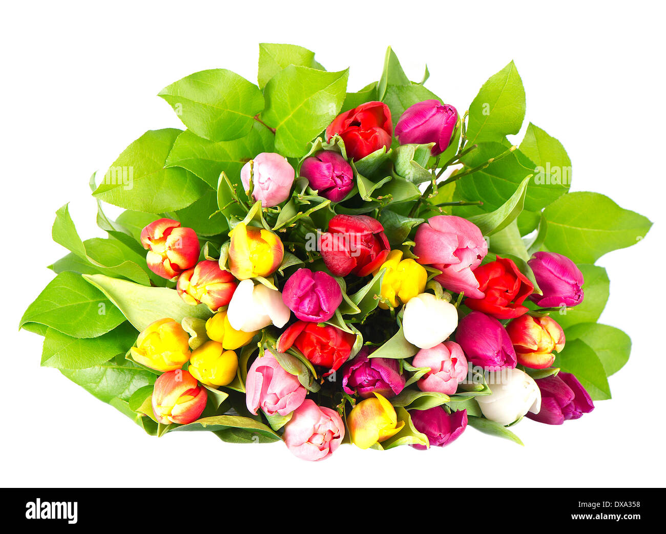 bouquet of fresh spring tulip flowers on white background Stock Photo ...