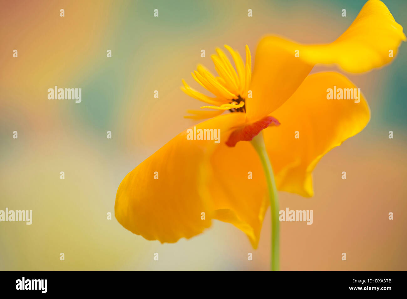 Californian poppy, Eschscholzia californica, side on view with petals curved back to reveal stamen. Stock Photo