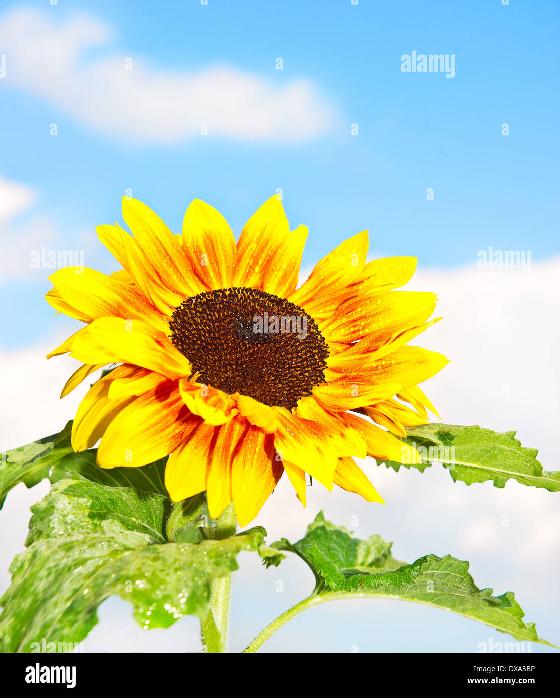 Sunflower flower blooming hi-res stock photography and images - Alamy