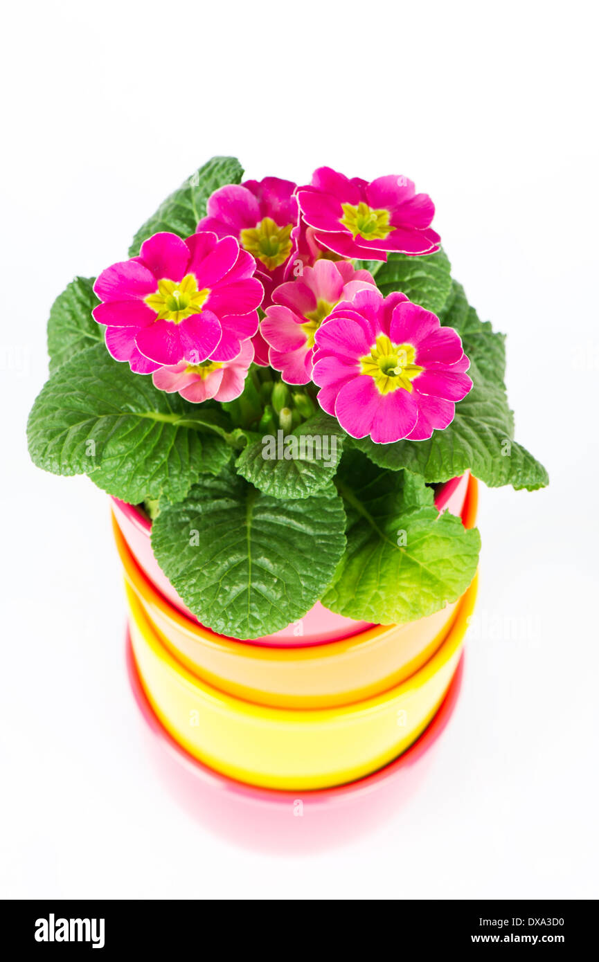 beautiful primulas flowers in colorful buckets Stock Photo