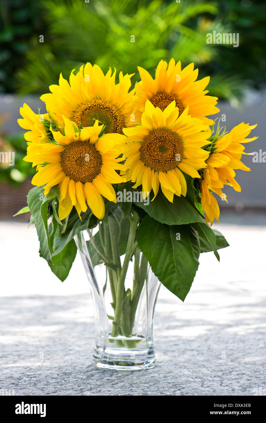 Sunflowers in a transparent glass vase on nature green background Stock ...